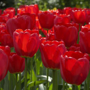 Tulipe Darwin 'Parade'